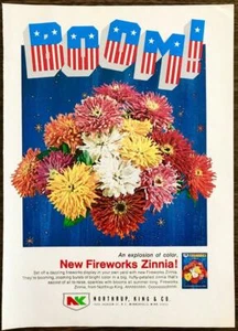 1970 Northrup King & Co Minneapolis PRINT AD Boom! New Fireworks Zinnia - Picture 1 of 1