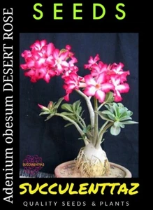 Adenium obesum 10 x Seeds mixed colour Cactus succulent DESERT ROSE CAUDEX - Picture 1 of 5