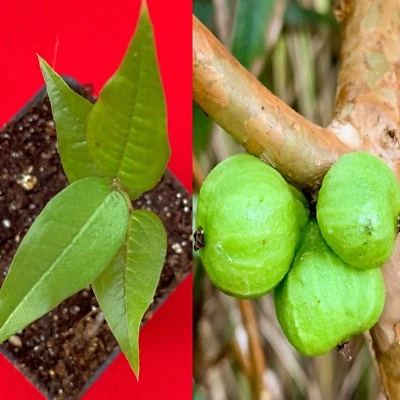 White Jaboticaba Plinia Aureana Large Leaf Brazilian Grape Fruit Tree Pot Plant - Image 1 of 4