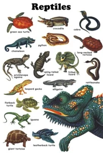 Reptiles Poster, Snake, Alligator, Turtle, Lizard, Reptiles, Art Print - Picture 1 of 5