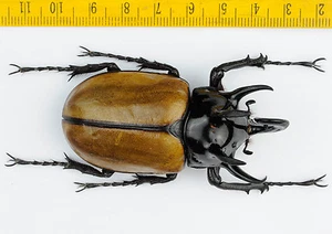 FREAK BEETLE - Eupatorus gracilicornis with UNUSUAL HORN - 6786 - Picture 1 of 2