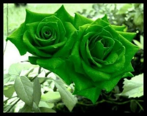10 pcs   Green Rose Flower seeds Rare Amazingly Beautiful Seeds - Picture 1 of 2