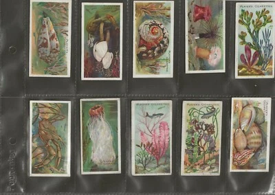 PLAYER'S - WONDERS OF THE DEEP - NO.17 SEA WEEDS - TYPE CARD - ISSUED 1904 - Image 1 of 2