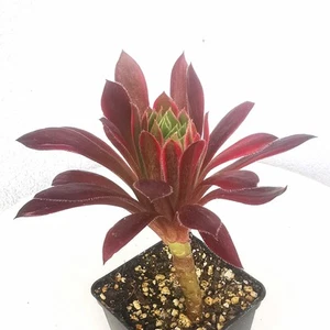 Aeonium Phoenix Flame Variegata 8-10 cm suculenta abigarrada - Imagen 1 de 2