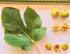  Delicious Fig Trees * Ficus Carica Var. GENIVA DE MORT 3 fresh cuttings