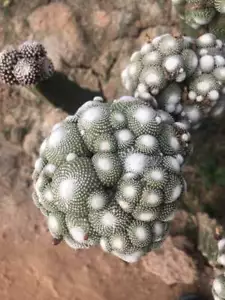 1 Stück Blossfeldia liliputana Cactaceae seltene Kakteen 201 - Bild 1 von 5