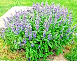 201+CULINARY Broadleaf KITCHEN SAGE Seeds Organic Native Herb Garden Container - Picture 1 of 9