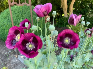 500 Fresh Lauren's Grape Poppy Seeds - P. Somniferum - 91% Germination Rate - Picture 1 of 16