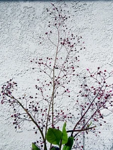 Joyas de Opar o Flor de la Fama (Talinum paniculatum) delicada belleza y sabor - Imagen 1 de 3