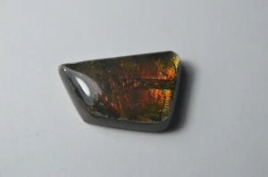14.81ct Free Form Ammonite. - Picture 1 of 7