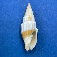 seashell Bractechlamys vexillum SELECTED 28-35mm F+++