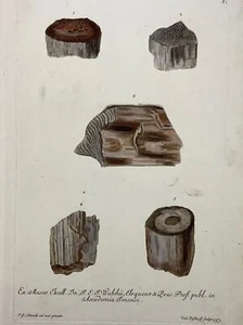 1764 G. W. Knorr (1705-1761); J. Schenck Palaeontology Fossils Mineralogy Folio - Picture 1 of 4