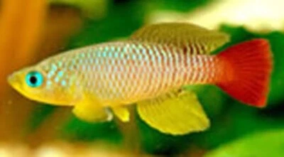 Killifish NOTHOBRANCHIUS FOERSCHI RUVU Killi huevo incubación peces tropicales 50 huevos Foto 1 de 4
