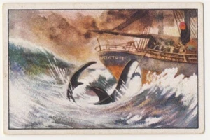 HAIFISCHFANG HAKEN SHARK FISHING PÊCHE REQUIN JAGD FANG IMAGE CARD 1930's - Picture 1 of 2