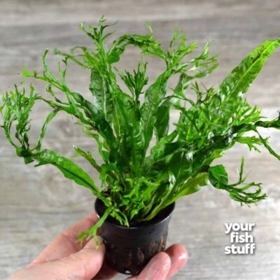 Java Fern 'Windelov'  Live Aquarium Plant *Buy1 Get1 50% OFF* POTTED - Image 1 of 4