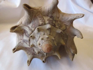 Imperial Volute Shell Horned Seashell Beach Nautical Ocean EUC 8" - Picture 1 of 8