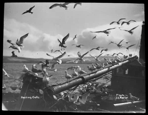 Magic Lantern Slide ARENQUE GAVIOTAS EN BARCO C1910 FOTO ESTUDIO DE AVES - Imagen 1 de 3