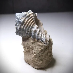 Gastropod Bunccinidae, Conidae, Charoniidae Fossil Miocene France 003 - Picture 1 of 16
