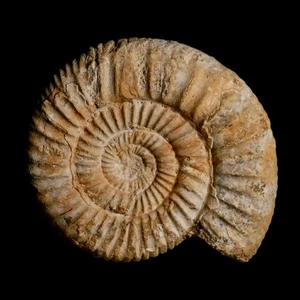 94MM Perisphinctes Ammonite Fossil Nautilus Madagascar Jurassic Age COA - Picture 1 of 9