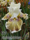 1 Iris Germanica Bearded Spring Madness Variety Rice