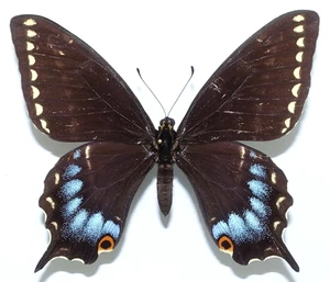 PAPILIO INDRA KAIBABENSIS MÄNNCHEN AUS E. RIM KAIBAB PLATEAU, ARIZONA, USA +SELTEN+ - Bild 1 von 4