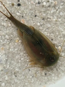 Triops Australiensis - grün, Urzeitkrebse Ansätze mit Futterproben und Anleitung - Bild 1 von 9