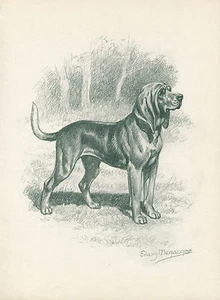 BLOODHOUND SCHÖNER ALTER 50er Jahre HUND SKIZZENDRUCK von EDWIN MEGARGEE - Bild 1 von 1