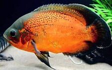Regular Red Oscar - Live Fish