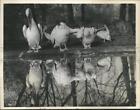 1958 Press Photo Pelicans At The Paris Zoo Preening By Almost Freezing Pond