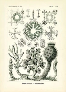 Ernst Haeckel Meeresschwämme 1904 Haeckel Meeresschwämme Kunstzeichnung 4 x 6" - 16 x 20" - Bild 1 von 5