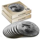 8x Round Coasters in the Box - BW - ny Olive Baboon Monkey  #35503