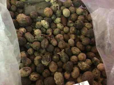 Dwarf Palm Tree Seeds (CHAMAEROPS HUMILIS) - Image 1 of 4