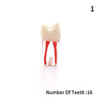Dental Tooth Model Dental Medullary Root Canal Rct Practice Pulp Cavity Resin