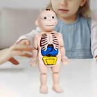 Human Body Model For Kids, 3D Human Body Torso Model, Teaching Aid Body Parts
