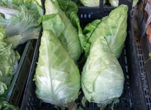 Caraflex Pointed Cabbage Cole Slaw Sauerkraut Premium Seed Packet - Picture 1 of 1