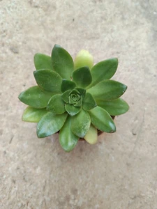 Aeonium sp succulent plant root pot Ø5 cm - Picture 1 of 2
