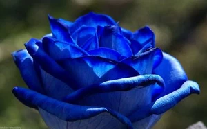 Horticultural Dye for Feeding, Producing Blue, Red or Green Roses Flowers colour - Picture 1 of 4