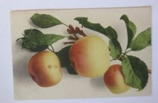 Obst, Mela, Baum ' 1904