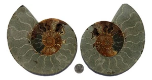 Echtes Ammoniten Fossil Paar (AM11) - gespalten und poliert - von Dinosauriergestein - Bild 1 von 6