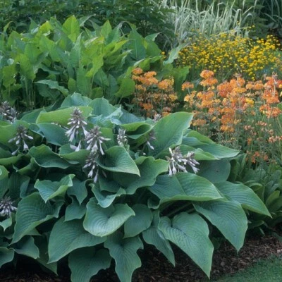 Hosta sieboldiana 'Elegans' (Plantain Lily) LIVE PLANT STARTER 6+ INCHES - Image 1 of 3