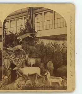 Mrs Maxwell Rocky Mtn Museum Centennial Exposition 1876 Philadelphia Stereoview - Picture 1 of 4