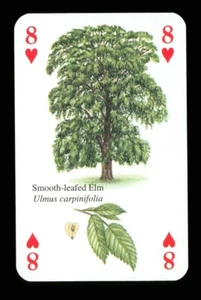1 x playing card - Smooth-leafed Elm tree - 8 of Hearts ZU 16 - Picture 1 of 3