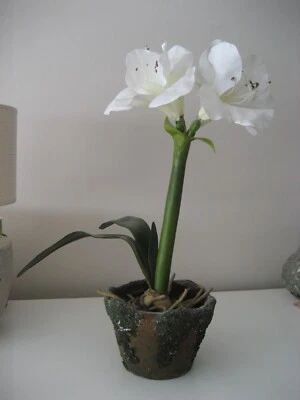 künstliche Amaryllis weiß getopft Weihnachten Deko hochwertig - Bild 1 von 4