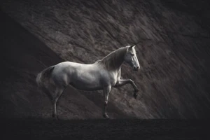 Solitario di Heike Willers Cavallo Fotografia Giclée Stampa Arte Spedizione Gratuita - Foto 1 di 4