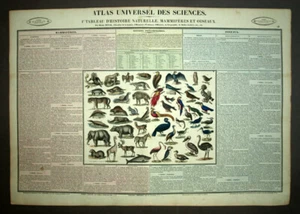 TABLEAU GRAVURE HISTOIRE NATURELLE DES MAMMIFERES ET DES OISEAUX par Duval 1837 - Imagen 1 de 2