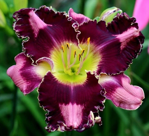 MIDNIGHT AT TIFFANY’S Daylilies 3 fãs retorno e multiplica anualmente World's Finest - Imagem 1 de 1