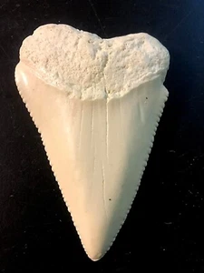 BEAUTIFUL  WHITE Peru Great White Shark Fossil Replica 3&1/2"  - Picture 1 of 2