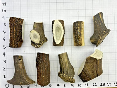 Deer & Elk Antler Chunks – Natural Shed Dog Chews, Knife Handles, Crafts, Décor - Image 1 of 4