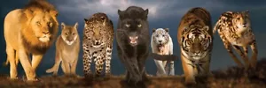 Jigsaw puzzle Animal Wild Big Cats Lion Tiger Panther 1000 pc NEW pano 39"x13" - Picture 1 of 1