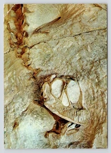Brontosaurus Skull Fossil Dinosaur National Monument Utah Colorado UNP Postcard - Picture 1 of 2